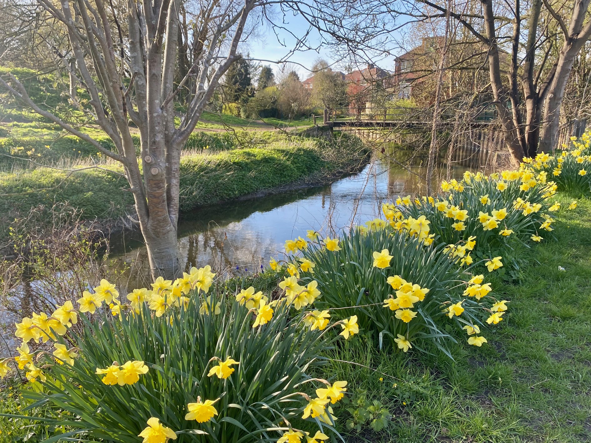 England in spring, a steam with a wooden bridge, daffodils and and trees along the stream.